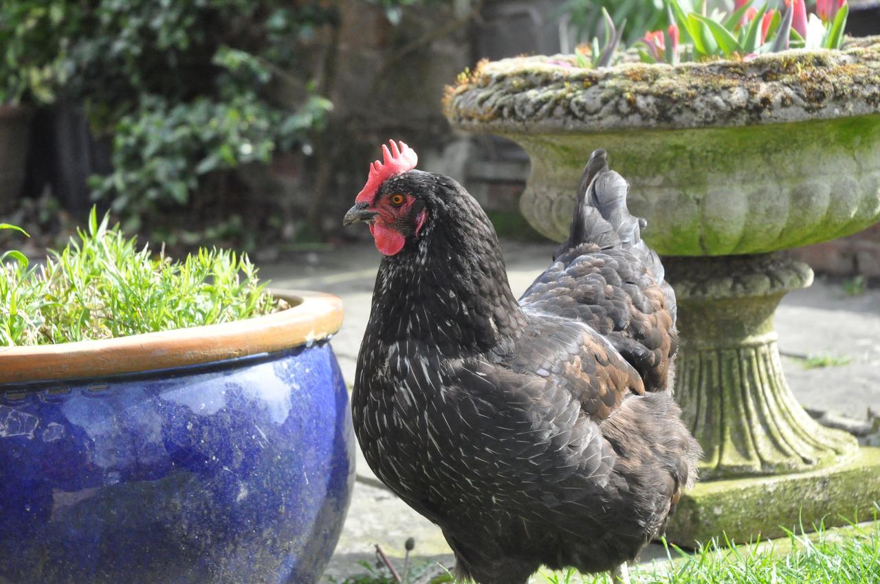 Bed and Breakfast Little Tidebrook Farm Wadhurst Екстер'єр фото